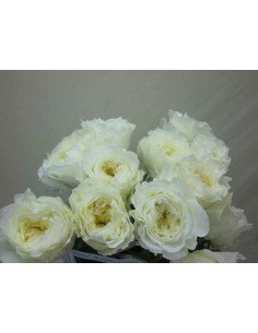White Patience Garden Rose garden roses - florasource White Patience Garden Rose garden roses - florasource