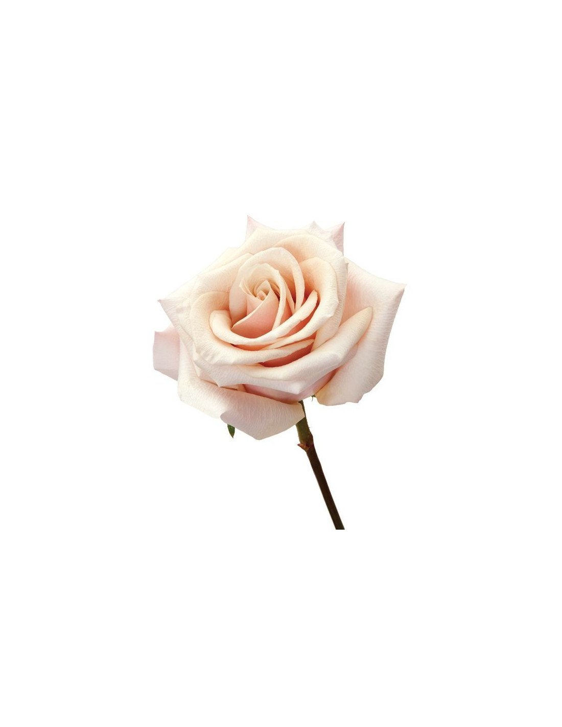 Image result for Mother of Pearl rose